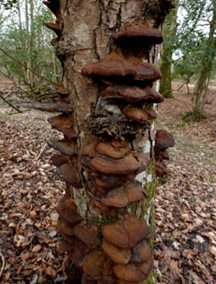 Numerous senescent brackets on a dead alder stem at Thorndon Country Park, Essex
